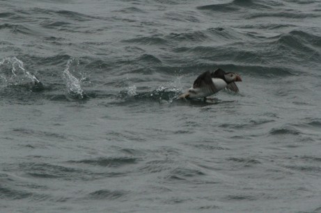 Puffin - Cartlett Lady trip 29.5.14