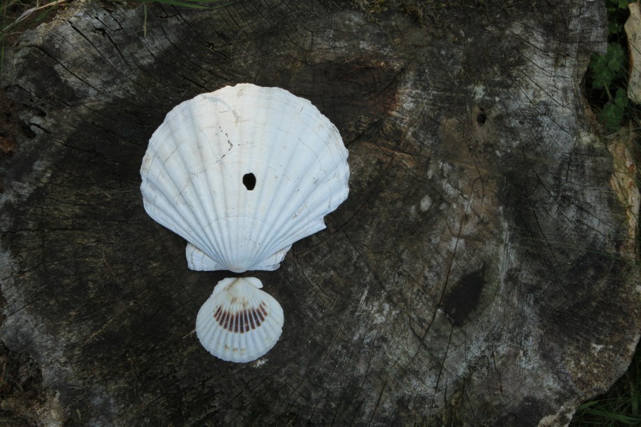 Downloads from cards 2188