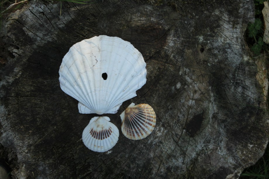 Downloads from cards 2189