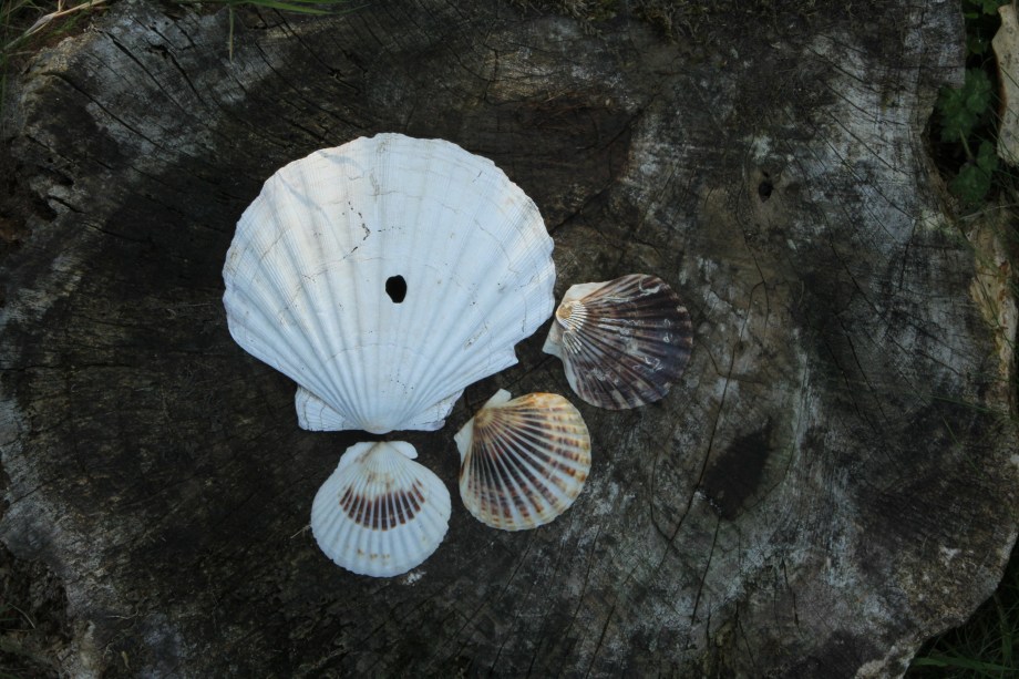 Downloads from cards 2190