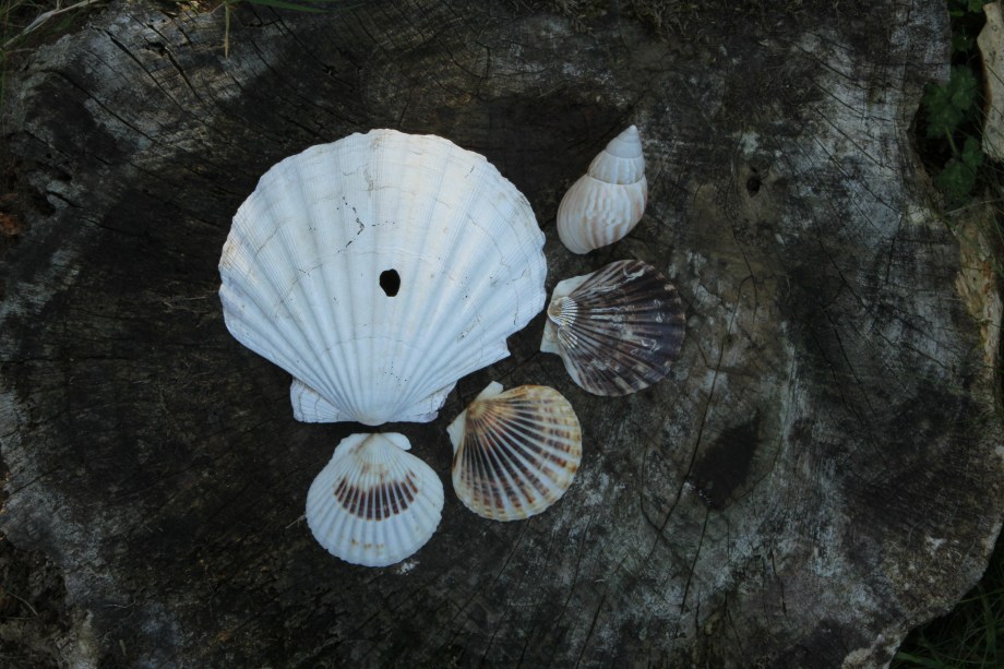 Downloads from cards 2191