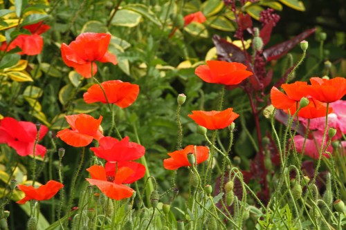 Poppies - St Richard_edited-1