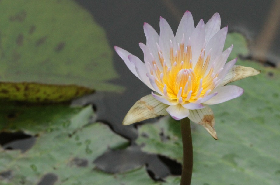 09Feb2015_3712 copy copy