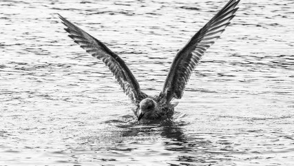 Herring Gull Skokholm April 2016-1