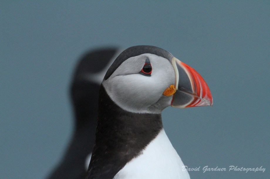 puffin-skokholm-april-2016-1-4