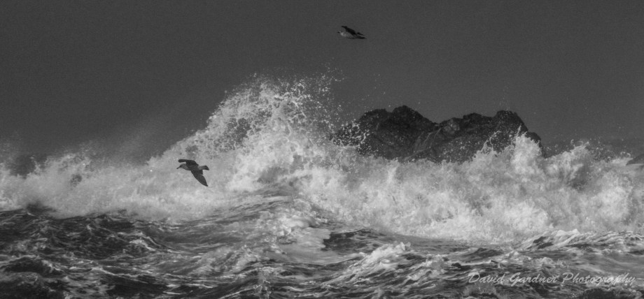 Wave and Gulls B&amp;W-1
