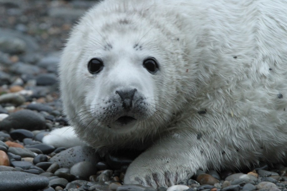 Seal Pup - Trefin 1-1