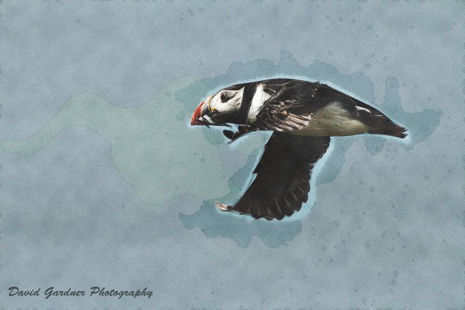 SquickerArt PUFFIN 1 20150621 copy
